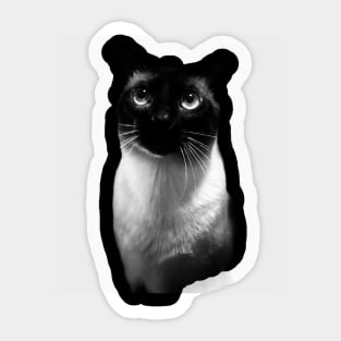 Aww Cute Kitten Sticker